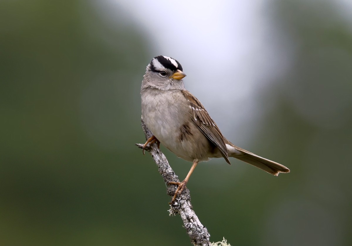 White-crowned Sparrow - Randall Sinnott