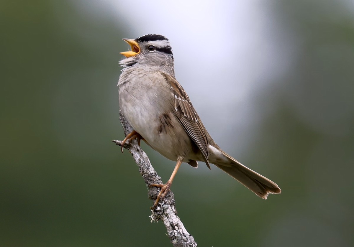 White-crowned Sparrow - Randall Sinnott