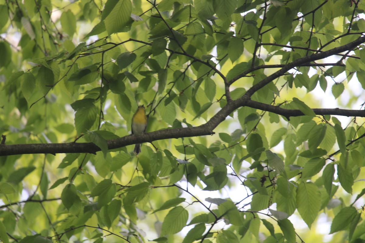 Yellow-throated Vireo - Melissa Grauel