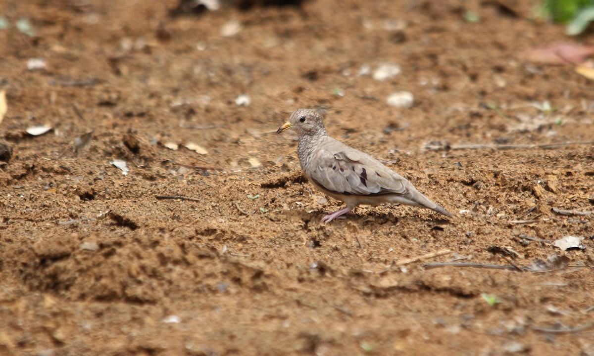 Common Ground Dove - Adrián Braidotti