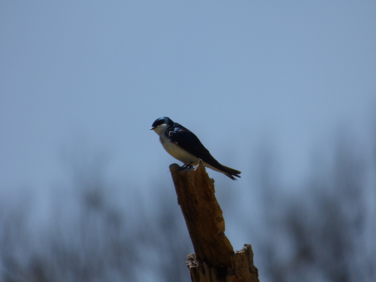 Tree Swallow - Jude Flores