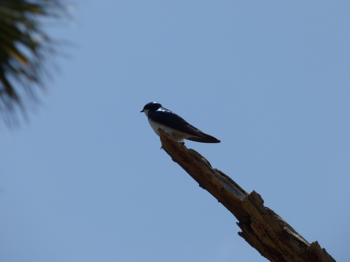 Tree Swallow - Jude Flores