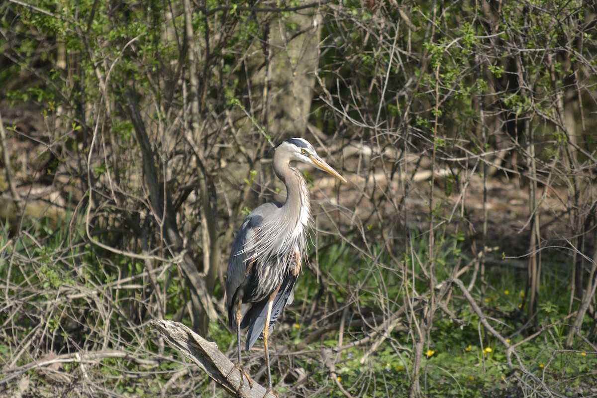 Great Blue Heron - ML619460405