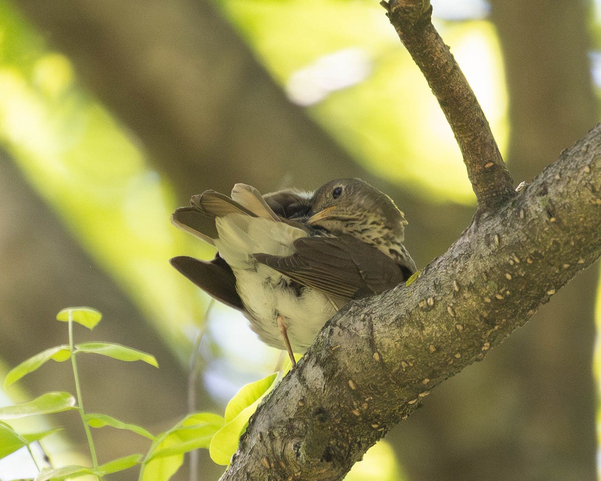 Gray-cheeked/Bicknell's Thrush - Austin Johnson