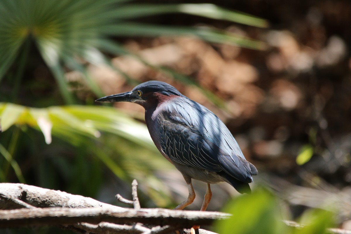 Green Heron - Andy M