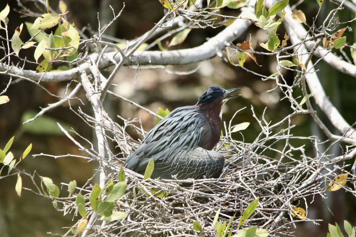 Green Heron - Andy M