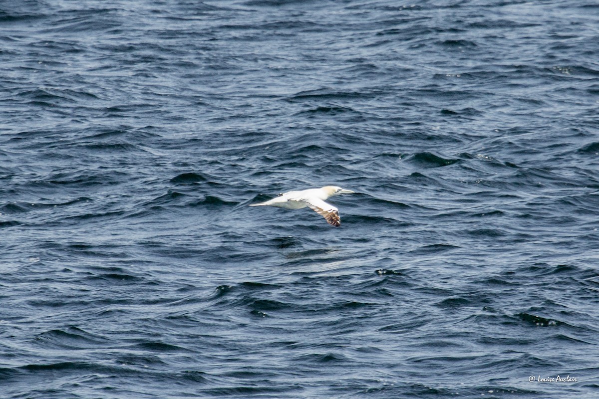 Northern Gannet - Louise Auclair