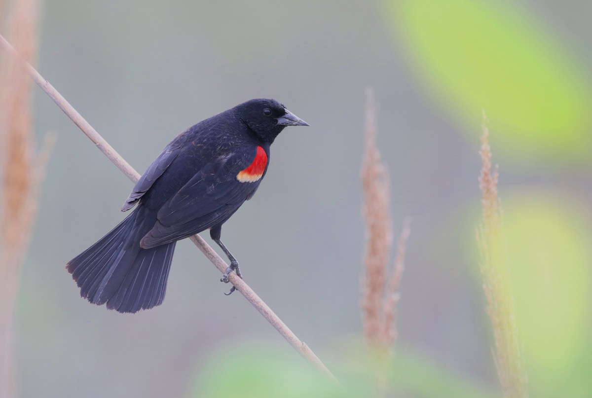 Red-winged Blackbird - ML619460419