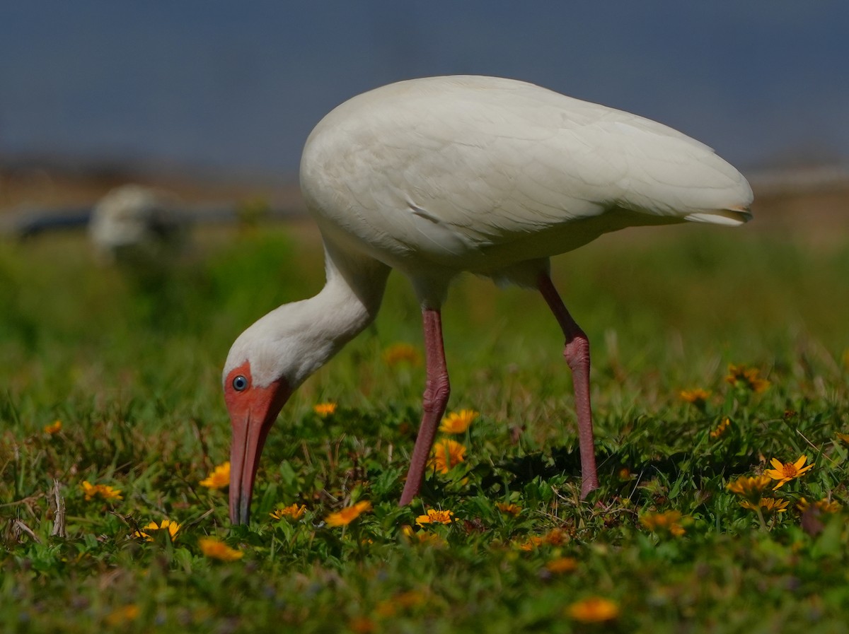 White Ibis - Dave Bowman