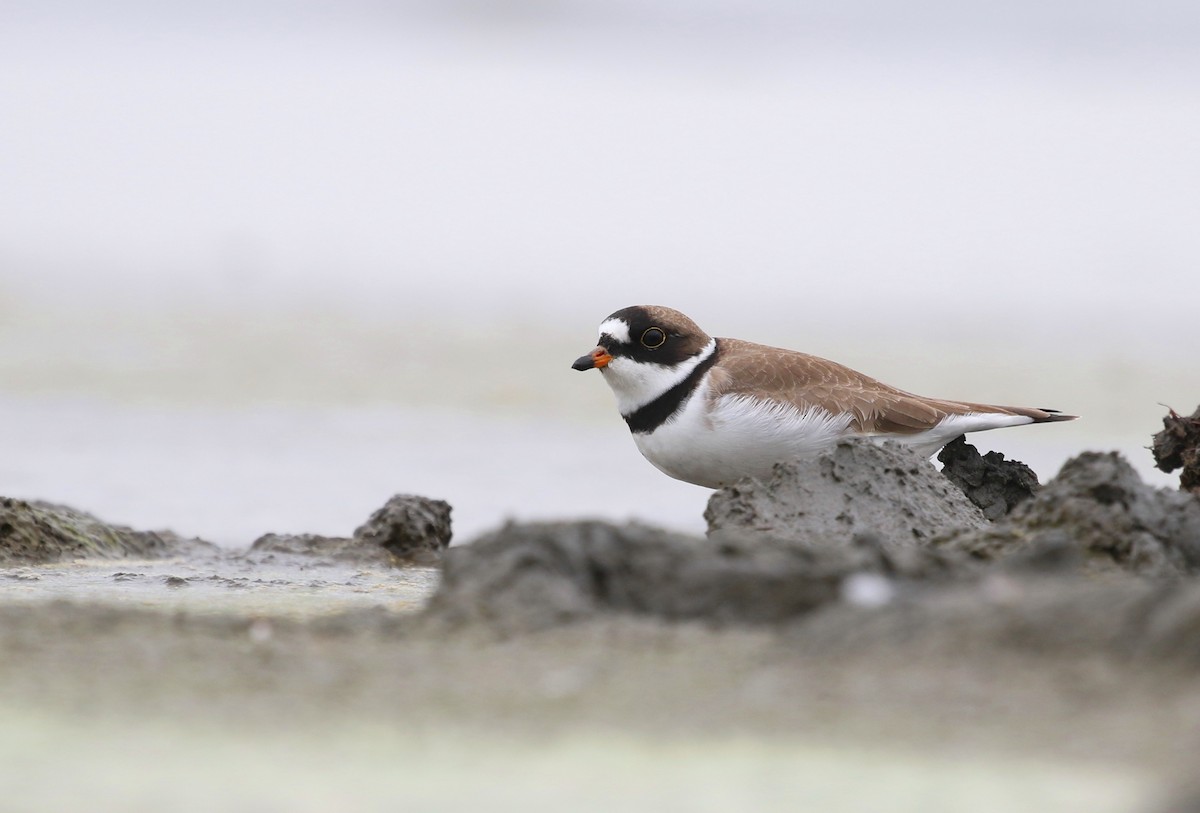 Semipalmated Plover - ML619460421