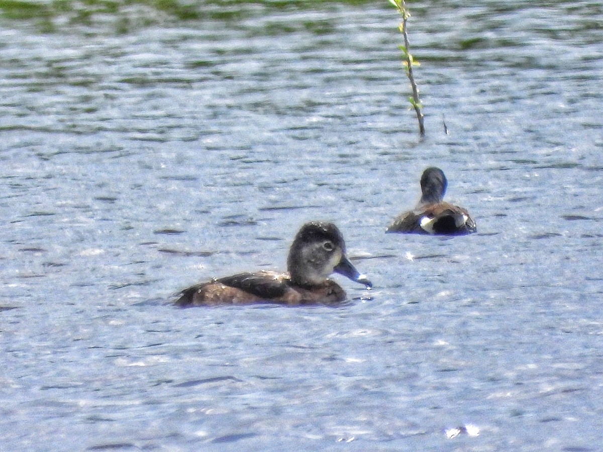 Ring-necked Duck - Gina Turone 🐩