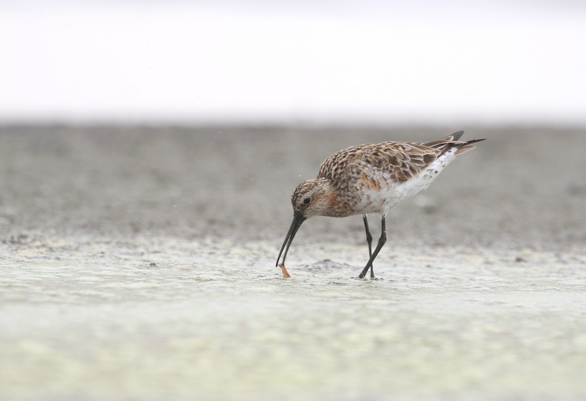 Curlew Sandpiper - Aaron Graham