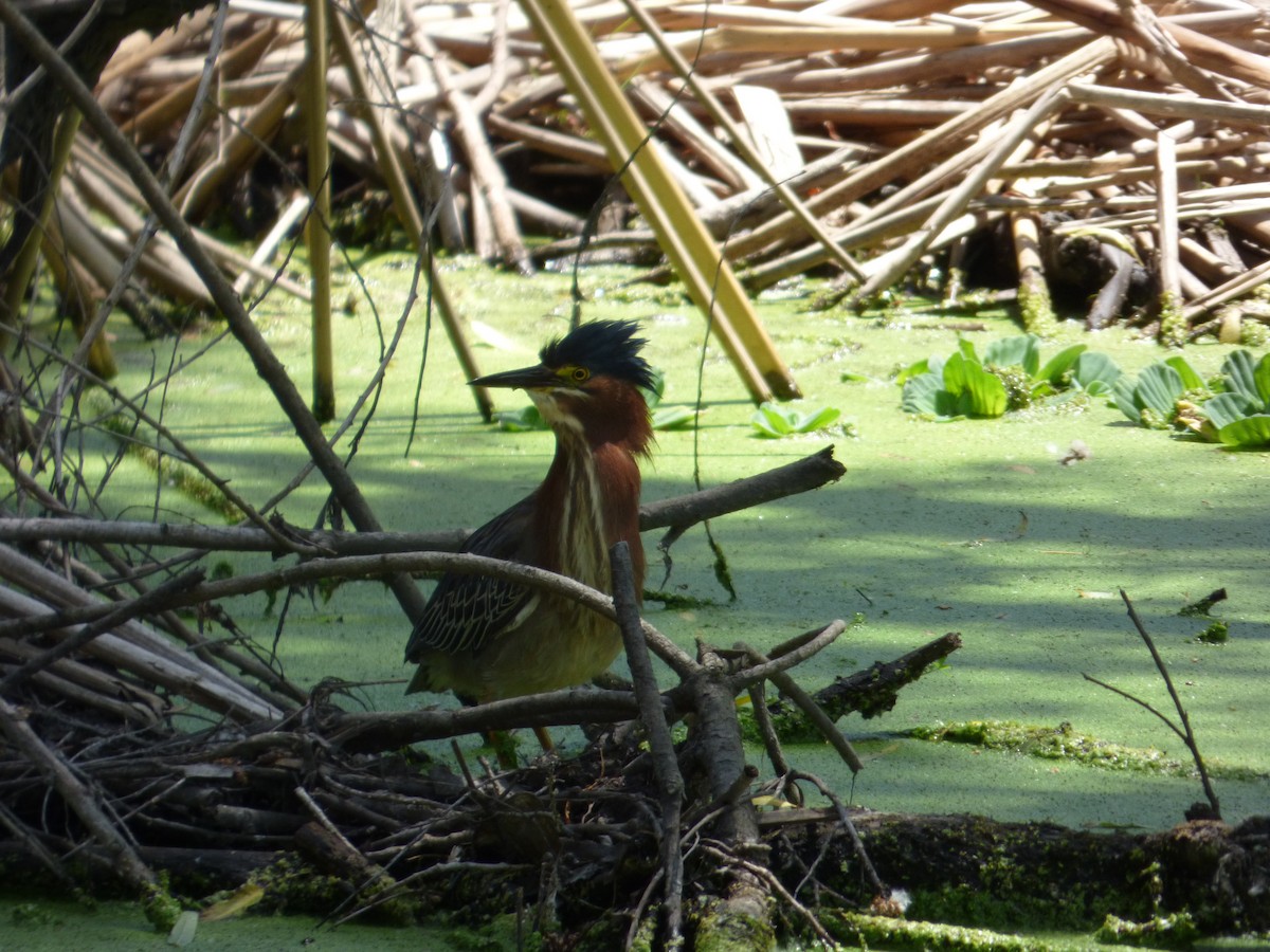 Green Heron - Jude Flores