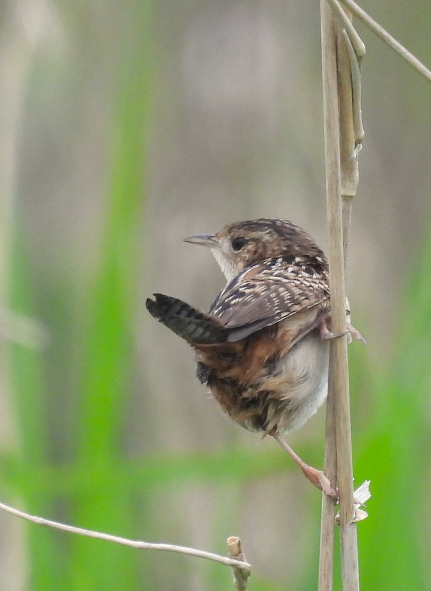 Sedge Wren - Joanne Muis Redwood