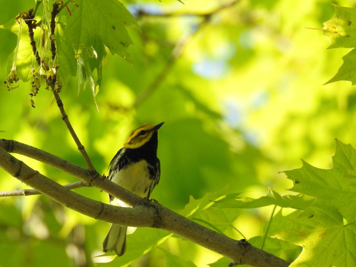 Black-throated Green Warbler - carol villeneuve