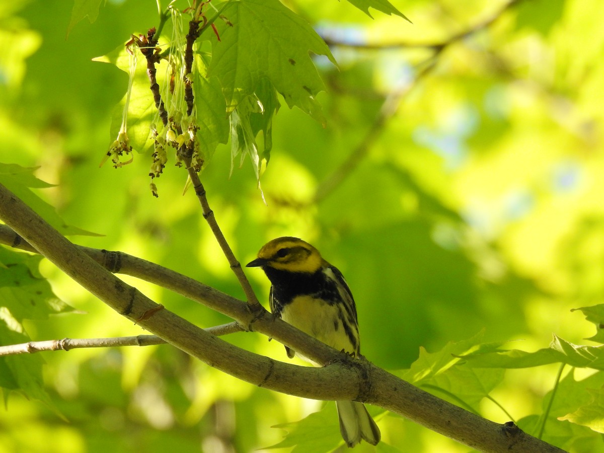 Black-throated Green Warbler - carol villeneuve