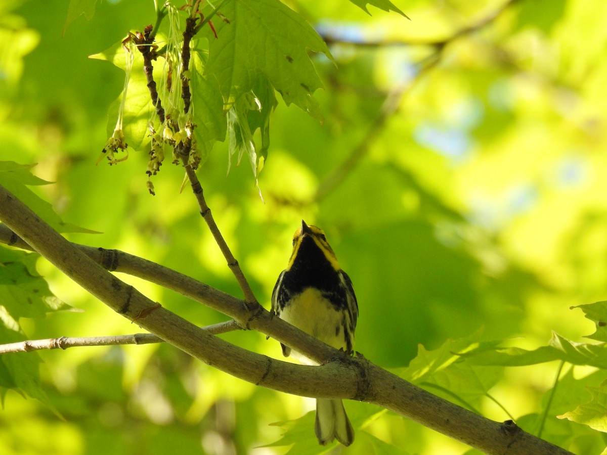 Black-throated Green Warbler - carol villeneuve