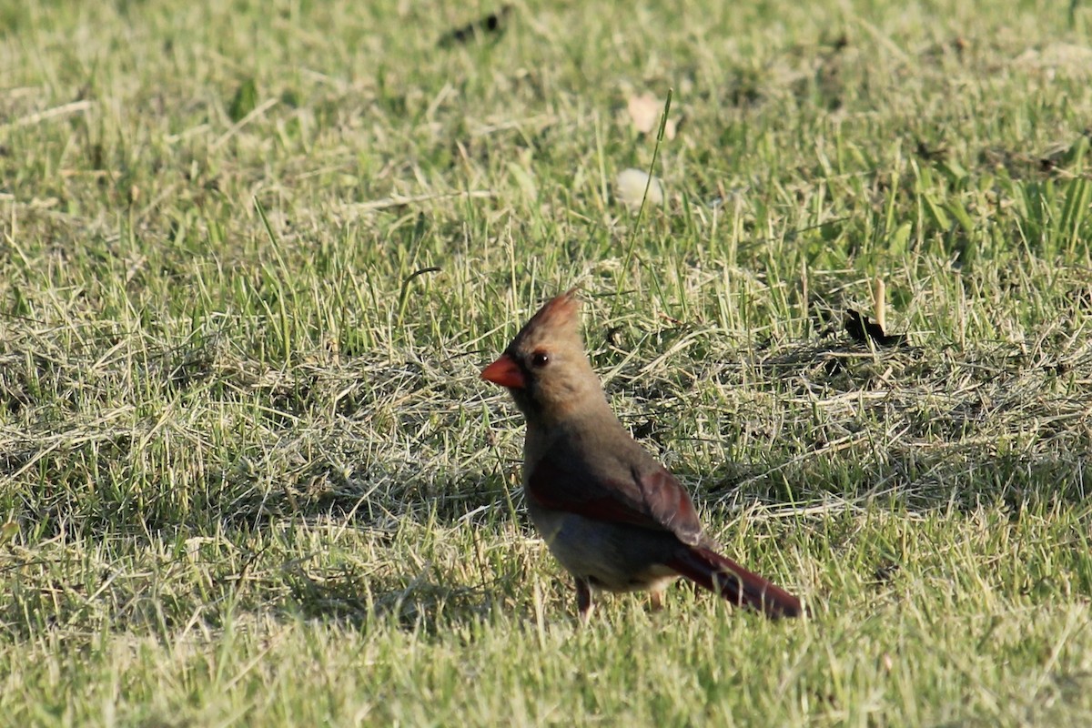 Northern Cardinal - Melissa Grauel