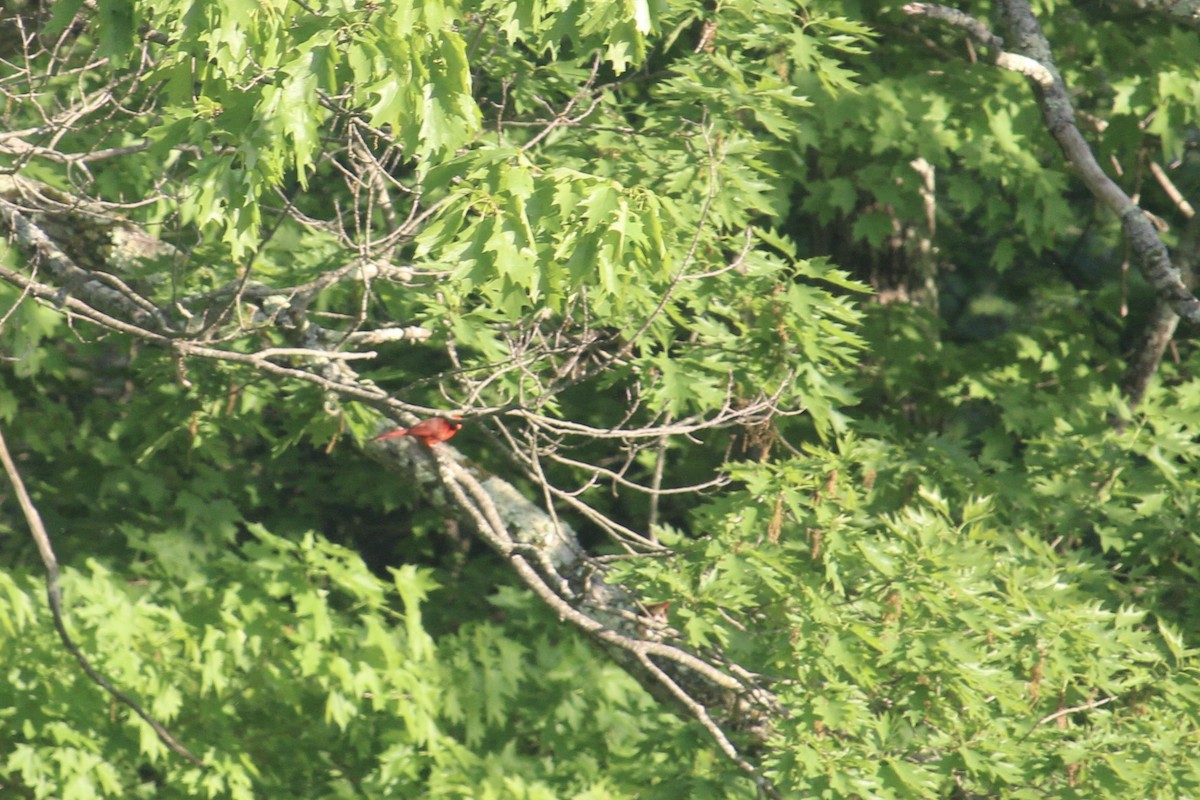 Northern Cardinal - Melissa Grauel