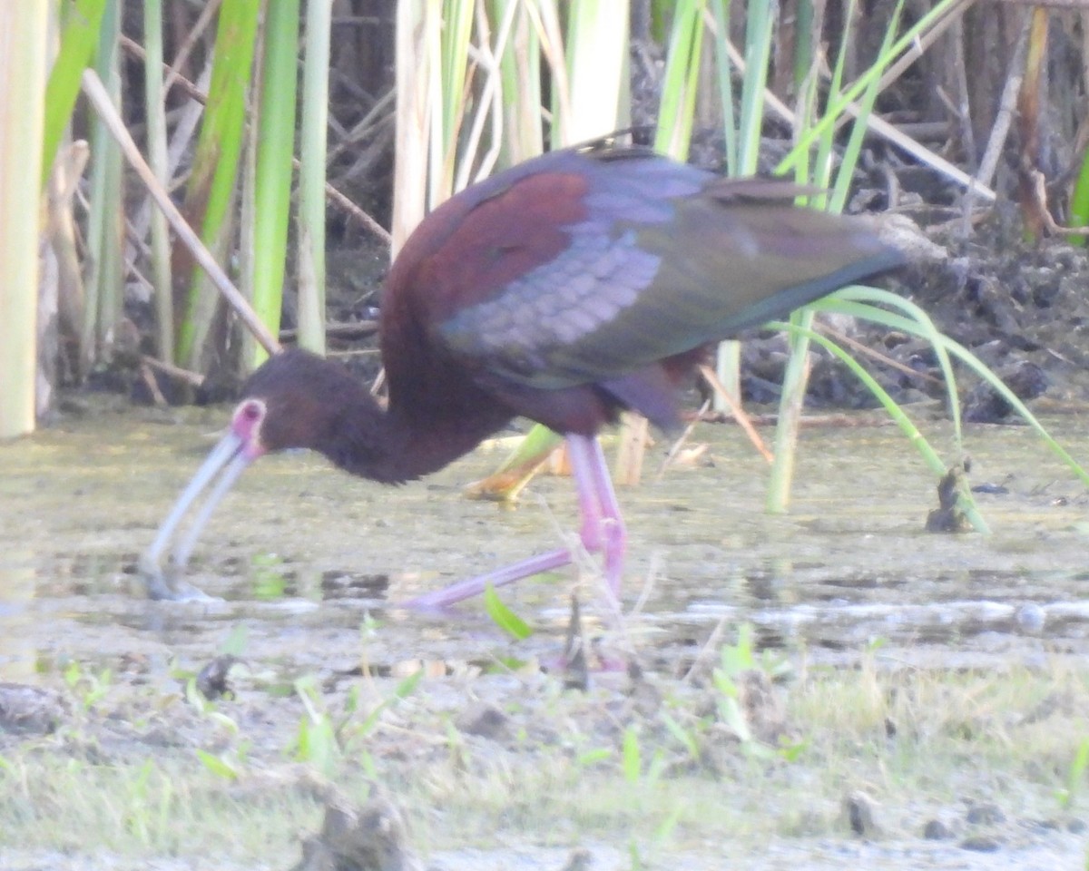 ibis americký - ML619460444