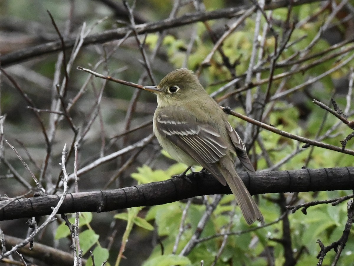 Western Flycatcher - Kent Kleman