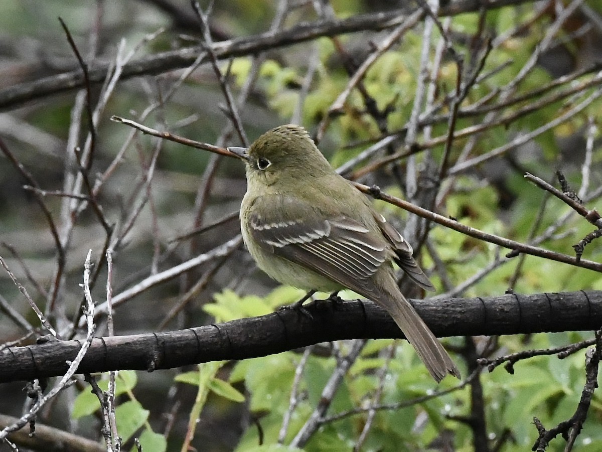 Western Flycatcher - Kent Kleman