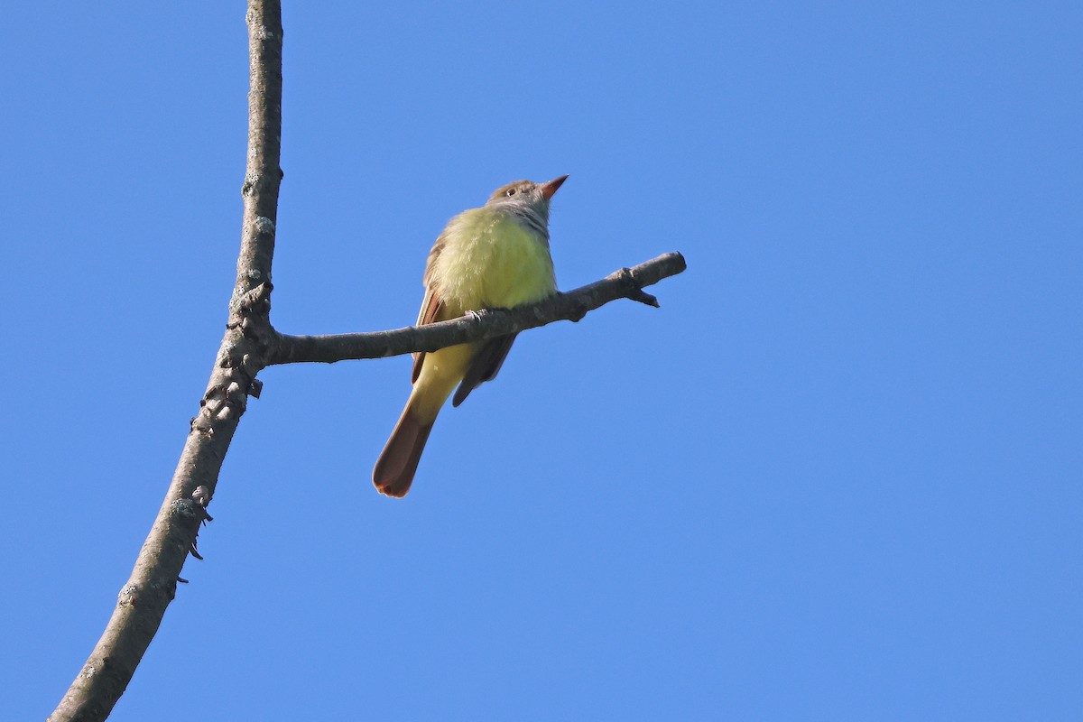 Great Crested Flycatcher - Corey Finger