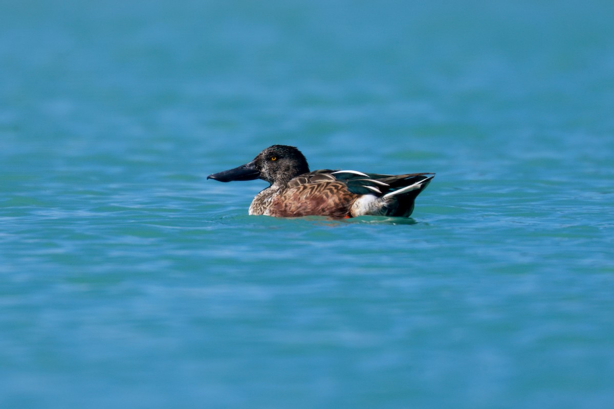 Northern Shoveler - Joey McCracken