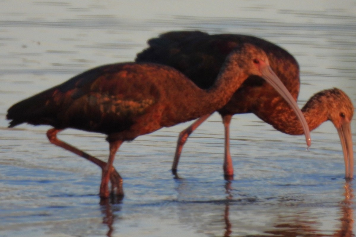 ibis americký - ML619460458