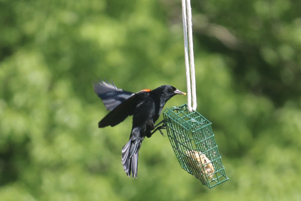 Red-winged Blackbird - Melissa Grauel