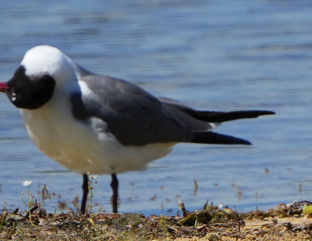 Laughing Gull - Dave Bowman