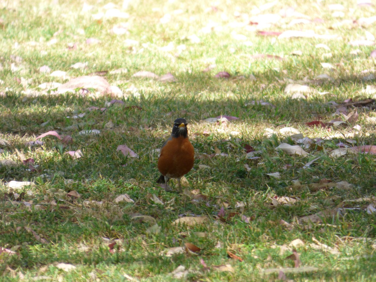 American Robin - Jude Flores