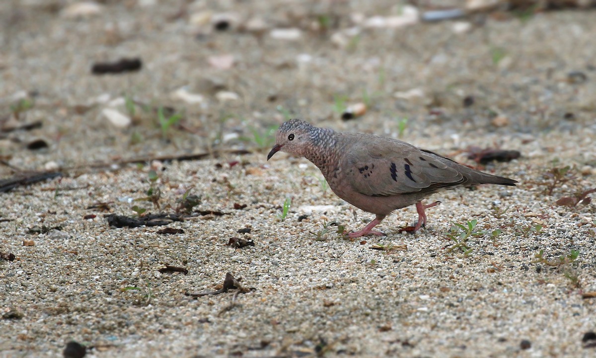 Common Ground Dove - Adrián Braidotti