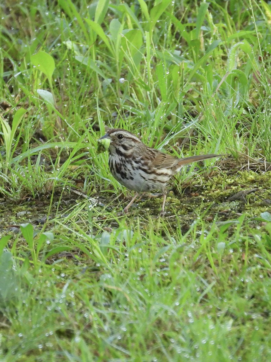 Song Sparrow - Tracy Mosebey