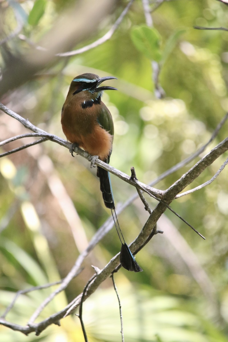Turquoise-browed Motmot - Andy M