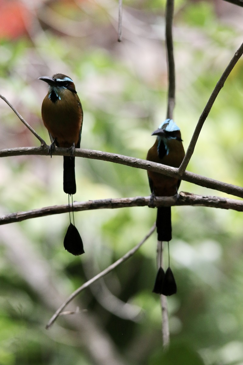 Turquoise-browed Motmot - Andy M