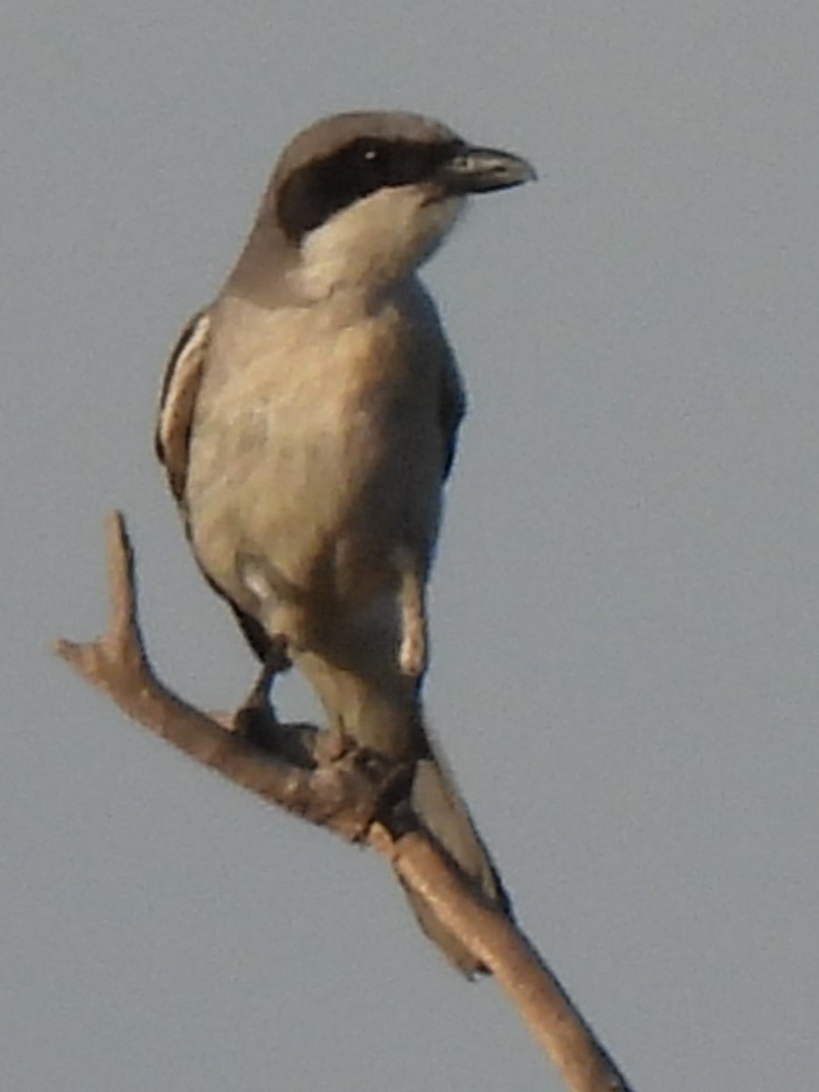 Loggerhead Shrike - ML619460486