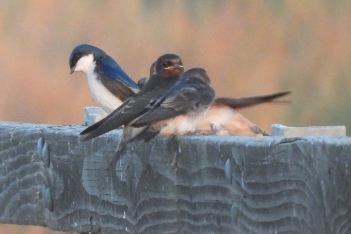 Tree Swallow - ML619460497