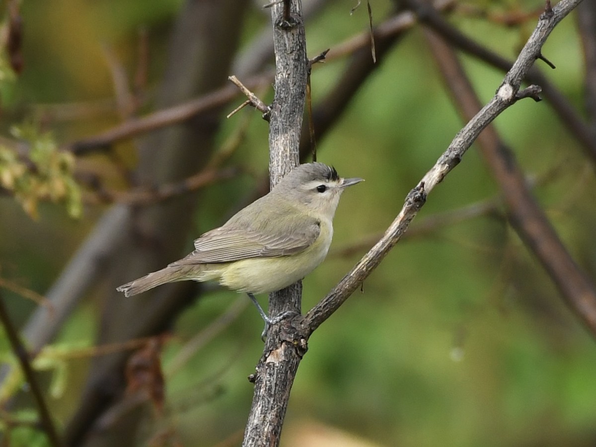 Warbling Vireo - Kent Kleman