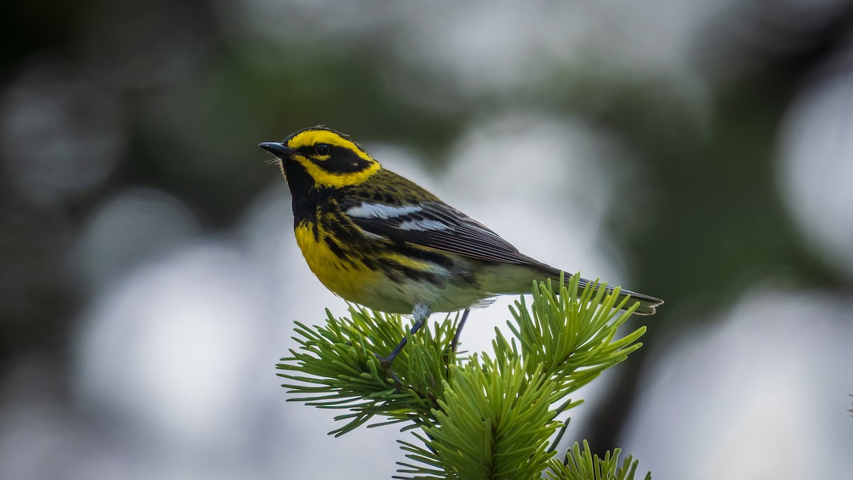 Townsend's Warbler - Mason Prokop