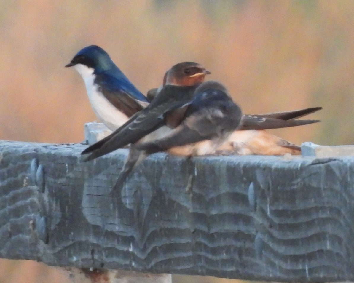 Cliff Swallow - ML619460508