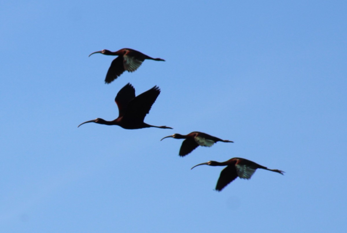 White-faced Ibis - Bill McIver