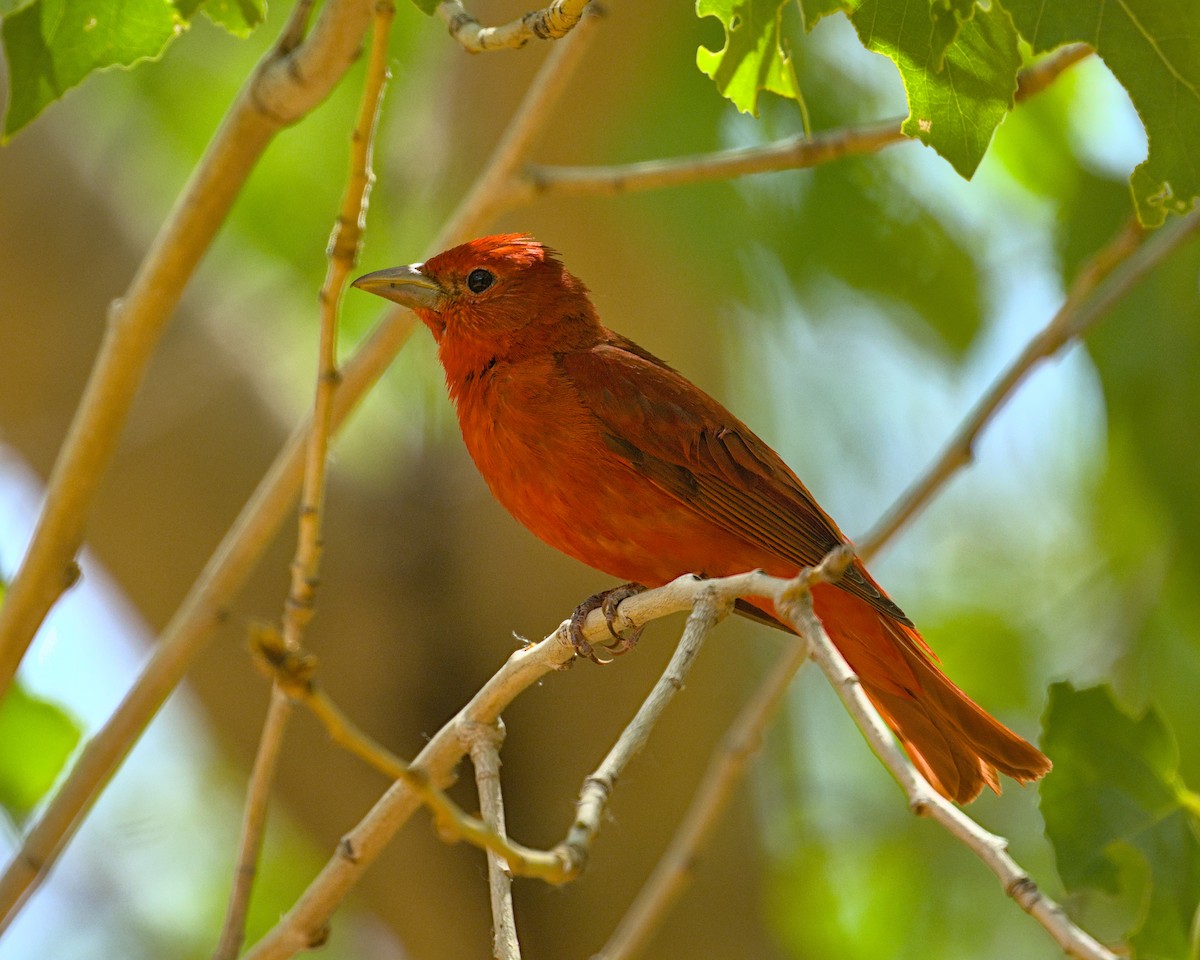 Summer Tanager - Bartholomew Birdee