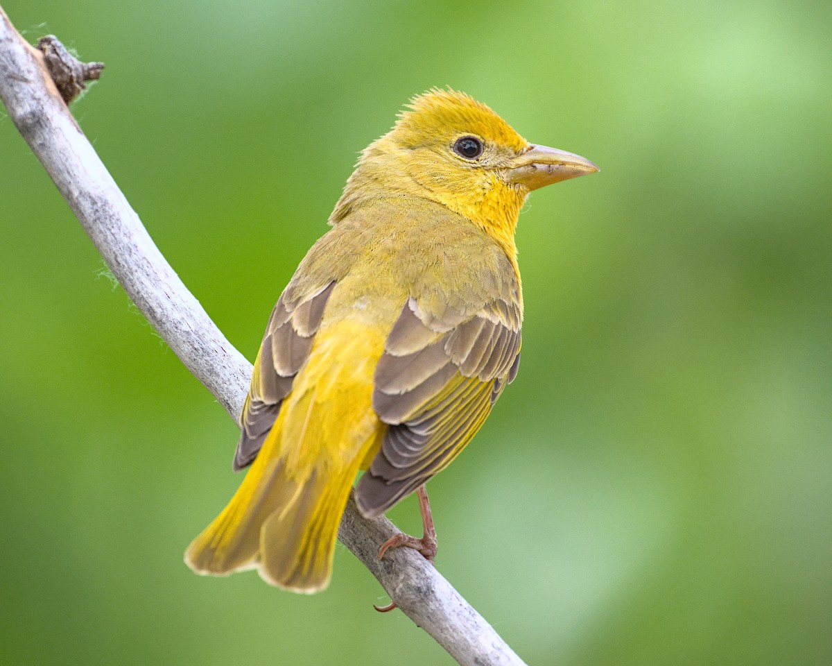 Summer Tanager - Bartholomew Birdee