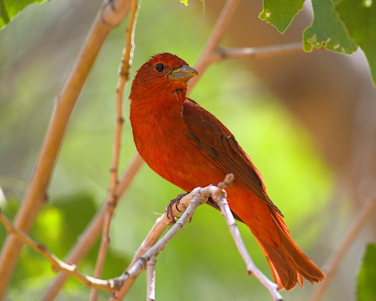 Summer Tanager - ML619460516