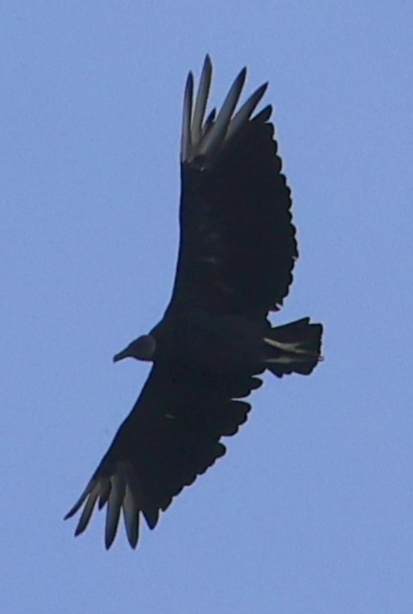 Black Vulture - Debbie Crowley