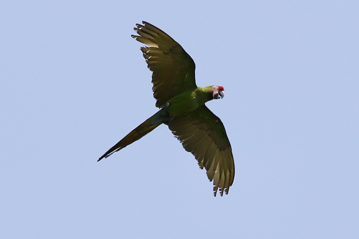 Military Macaw - ML619460521