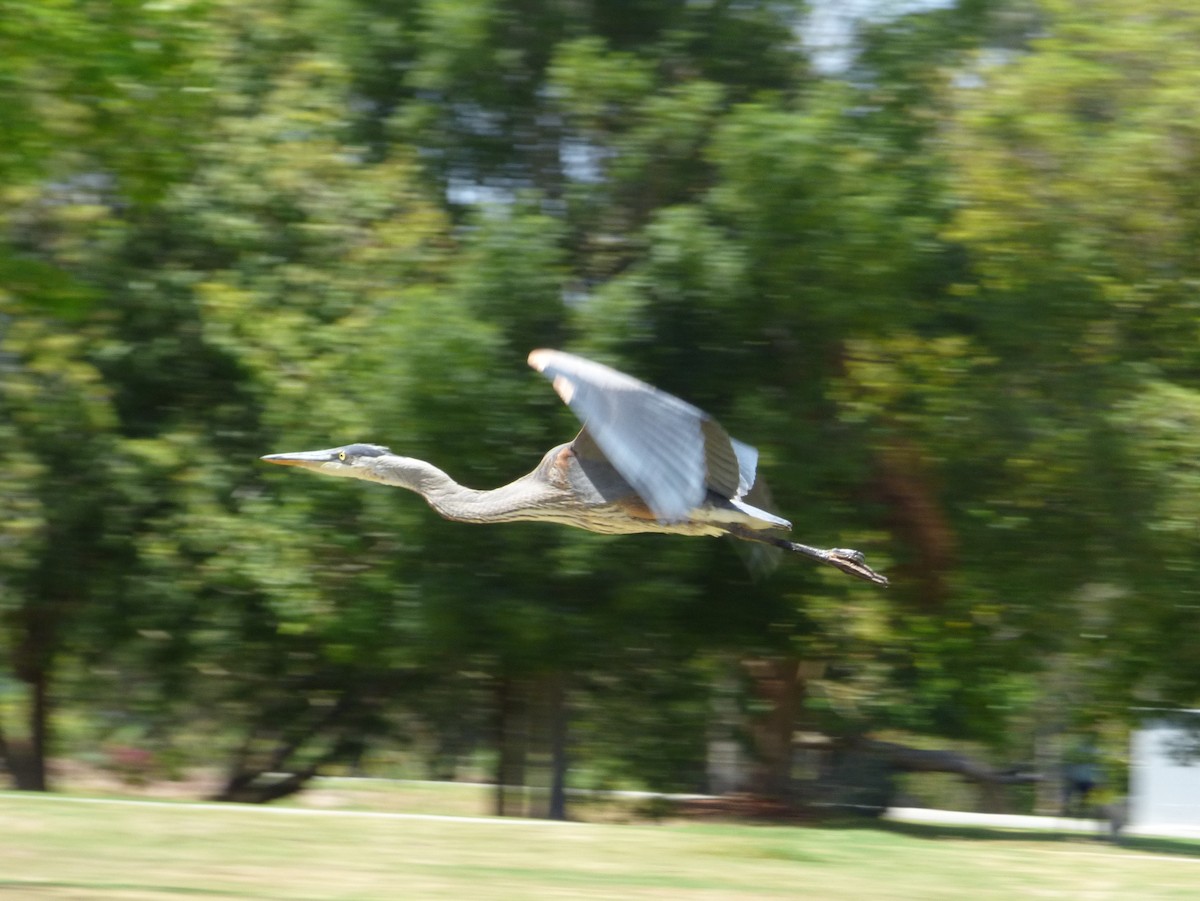 Great Blue Heron - Jude Flores