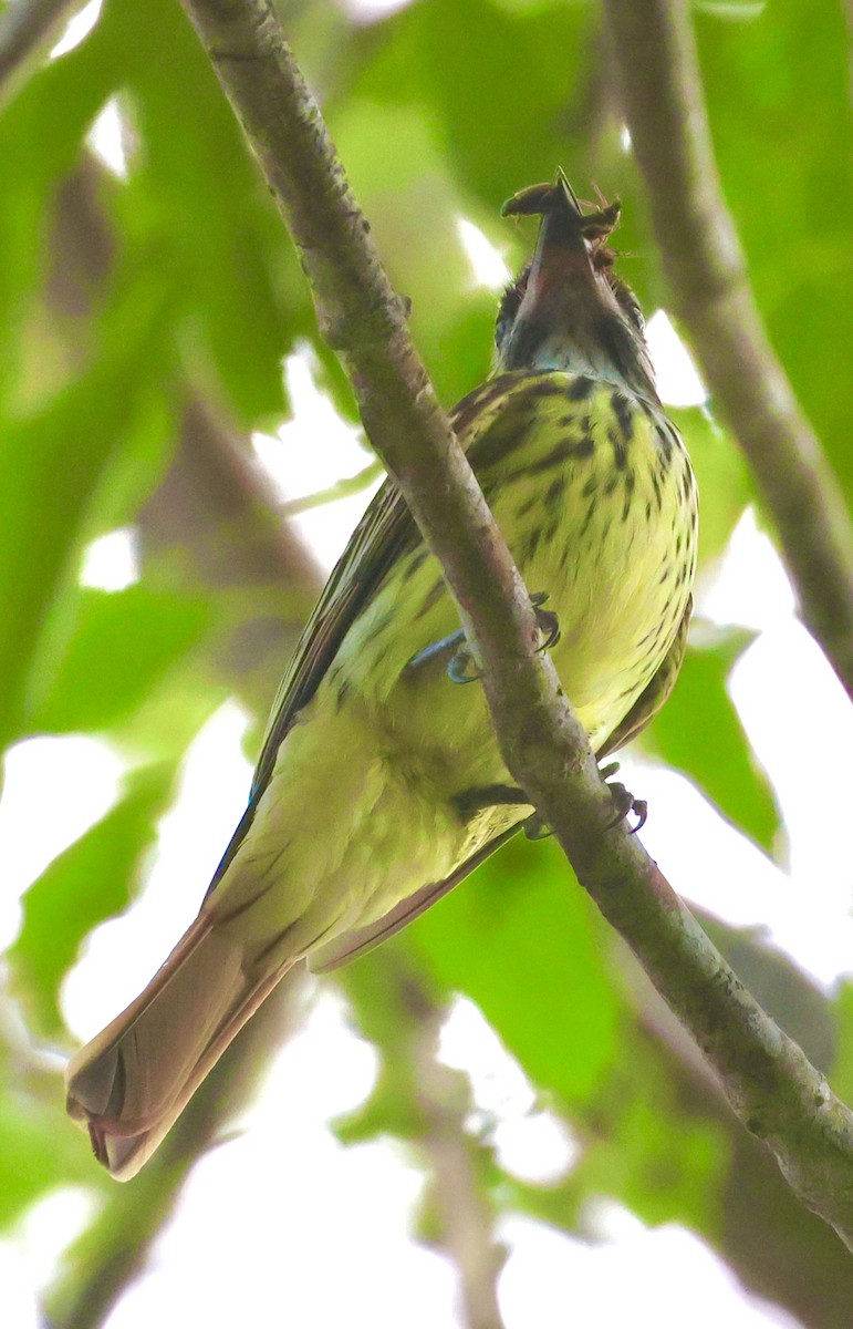 Sulphur-bellied Flycatcher - Debbie Crowley