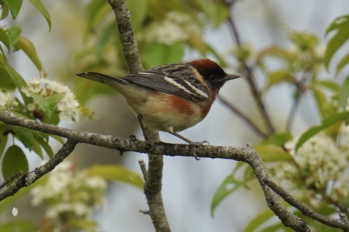 Bay-breasted Warbler - ML619460534